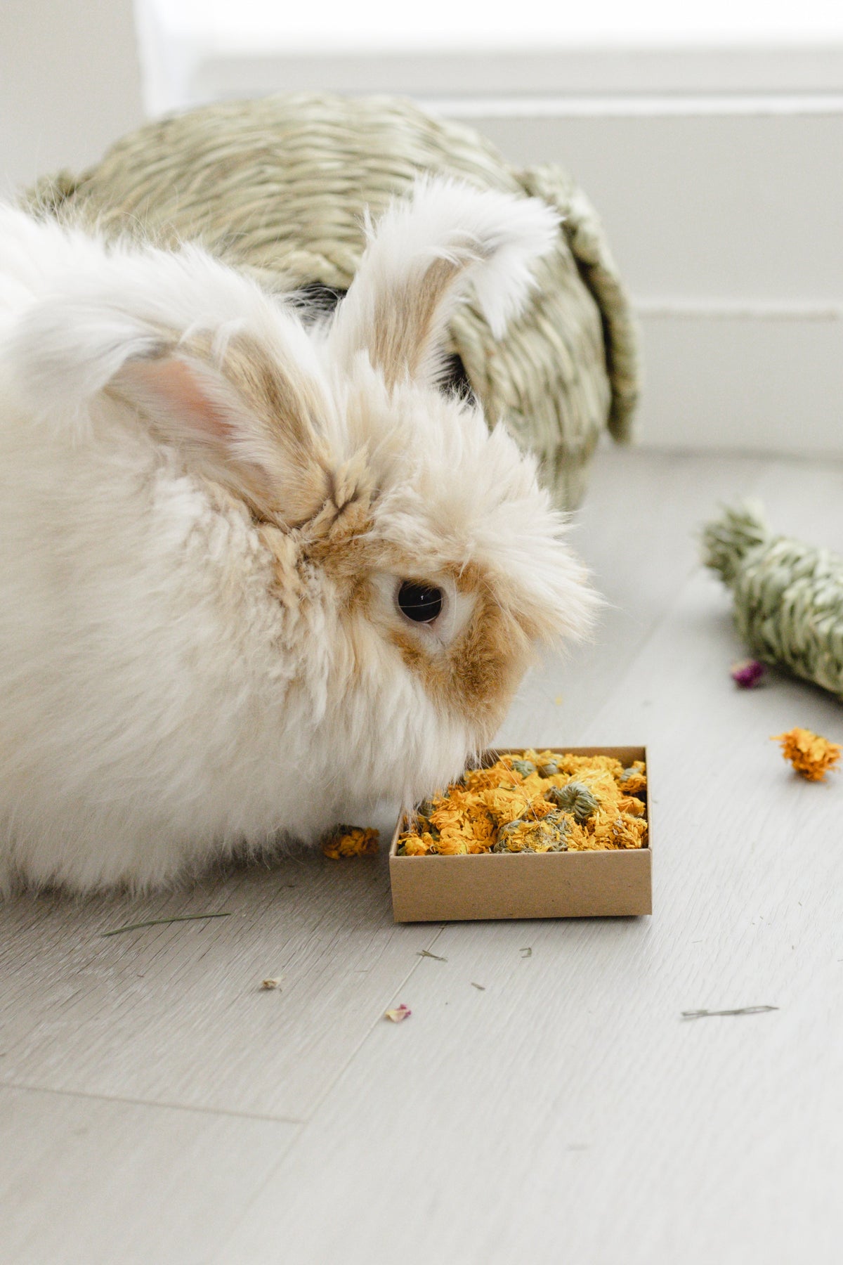 A fluffy angora rabbit eating from a small kraft tray filled with yellow-orange dried calendula blossoms on a light wood floor, with a woven hide and toy in the background.