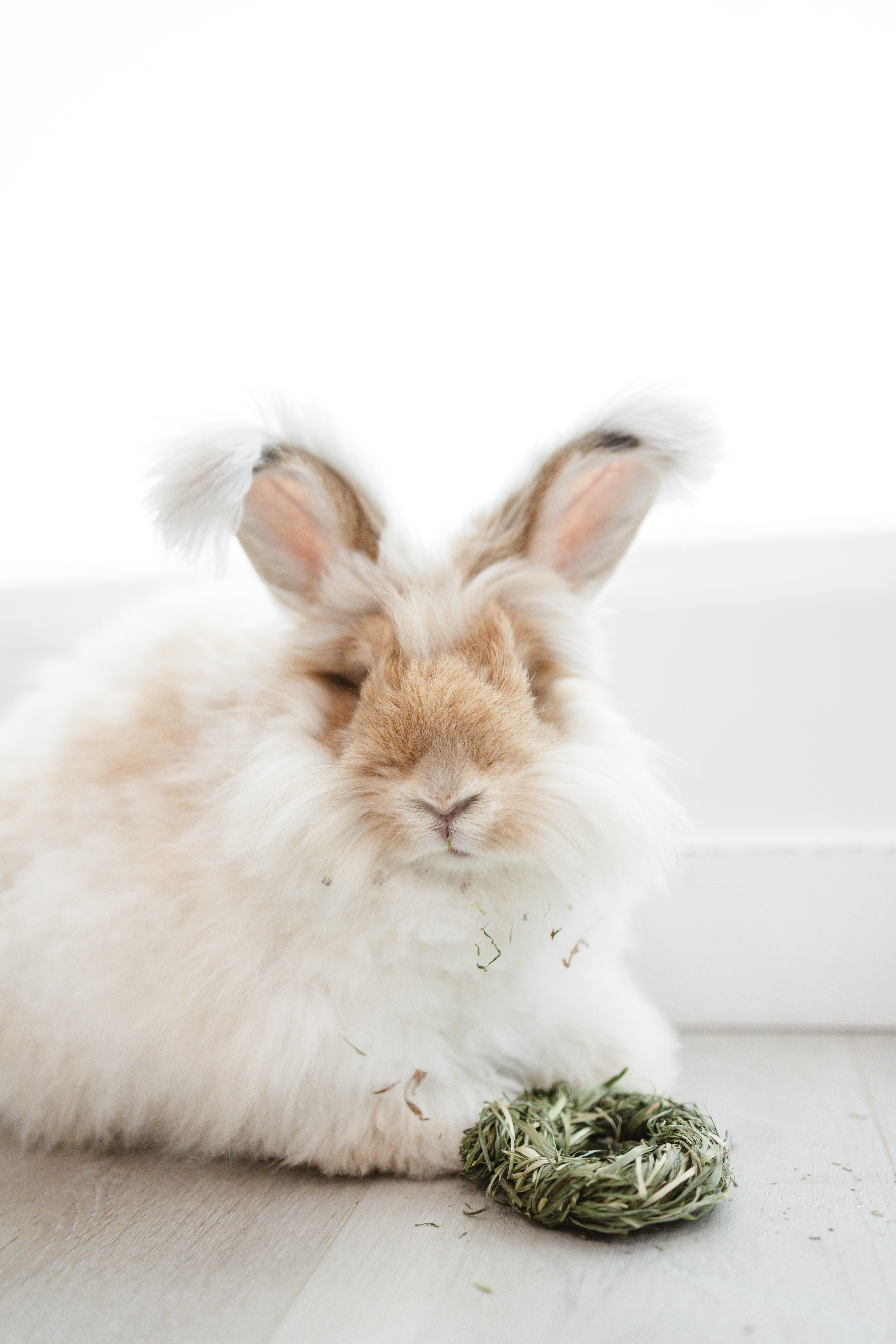 Fluffy angora rabbit with a hay ring chew toy