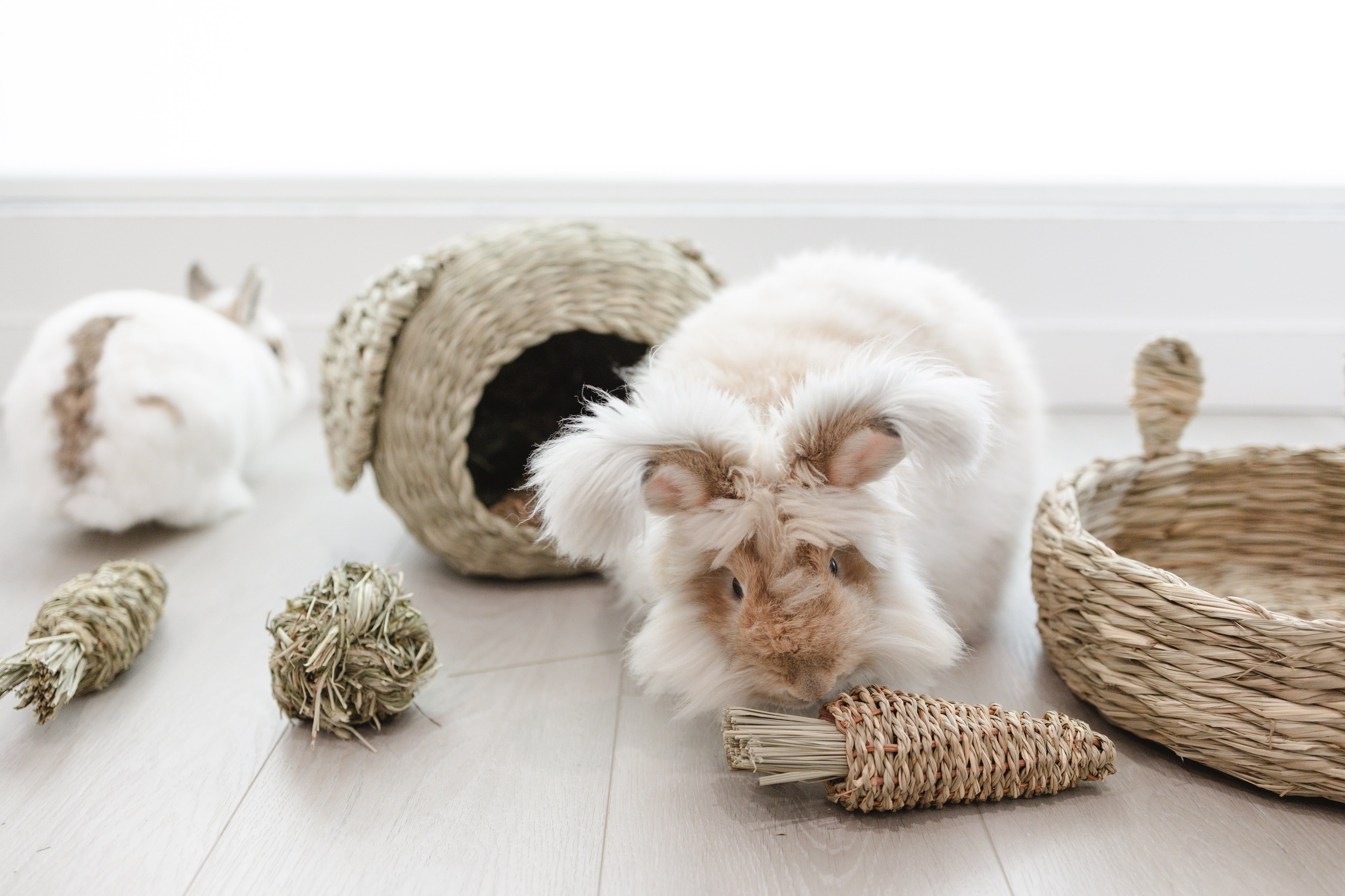 Rabbit with Clover Days chew toys and hideout in background