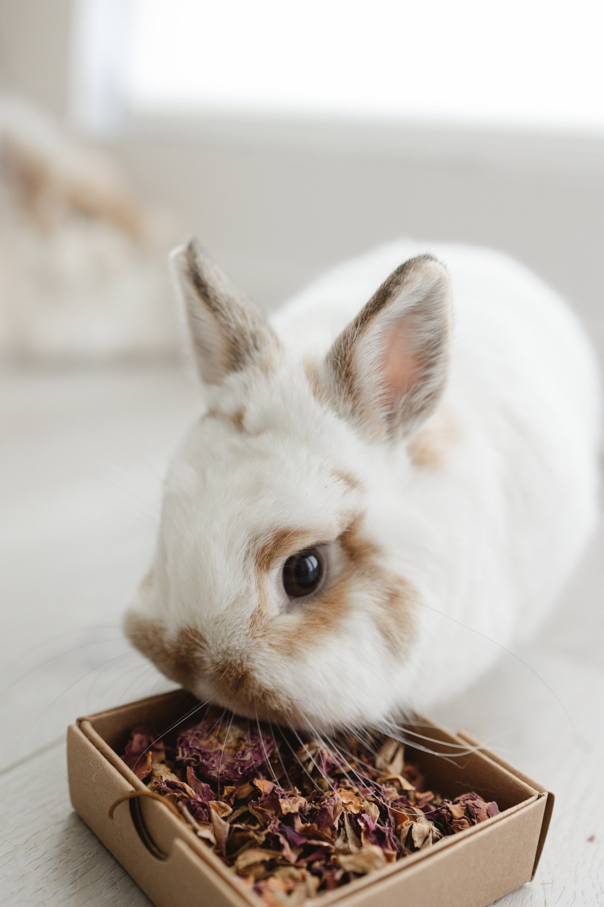 White rabbit with brown markings eating from box with rose petals