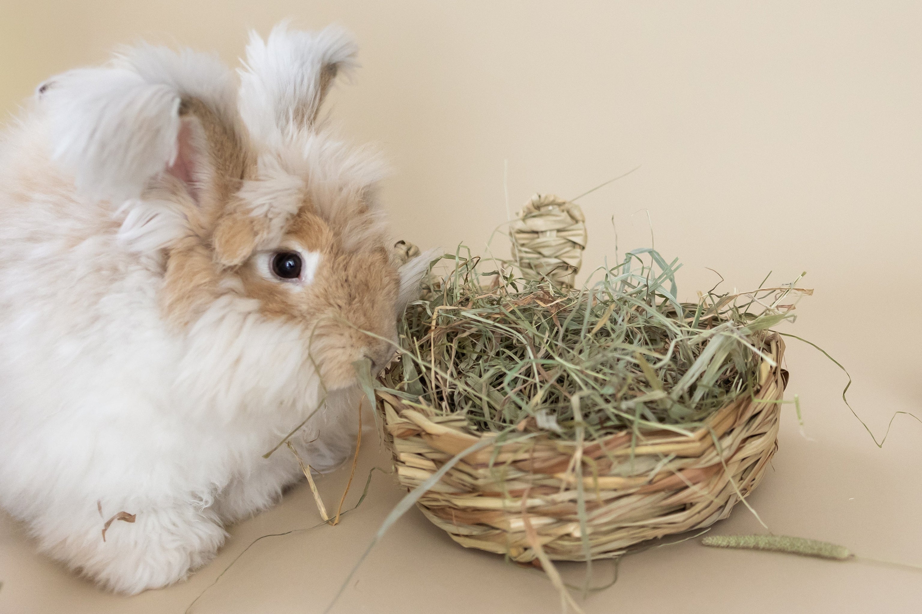 Rabbit next to a reed basket filled with hay