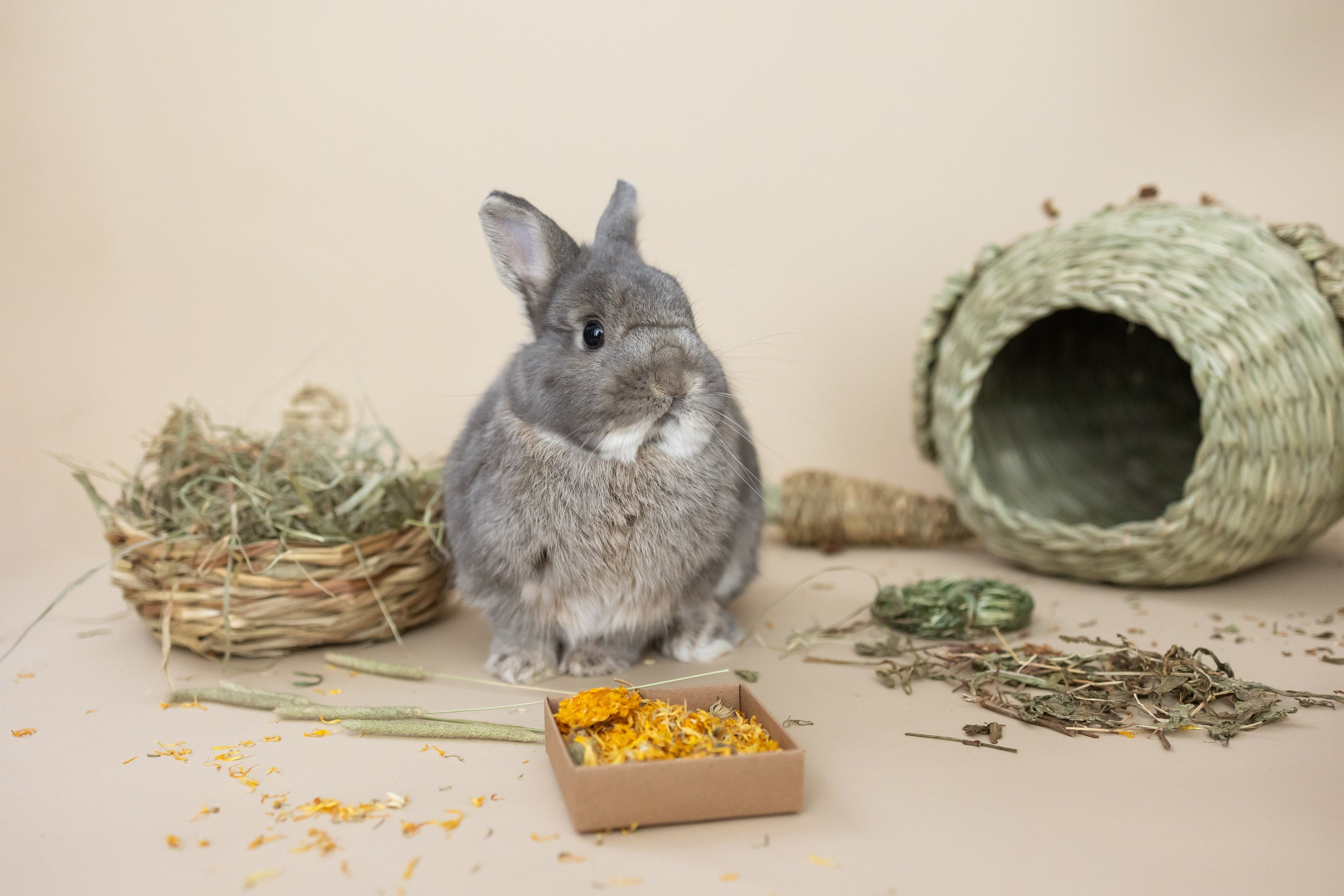 Rabbit on among chew toys and forage