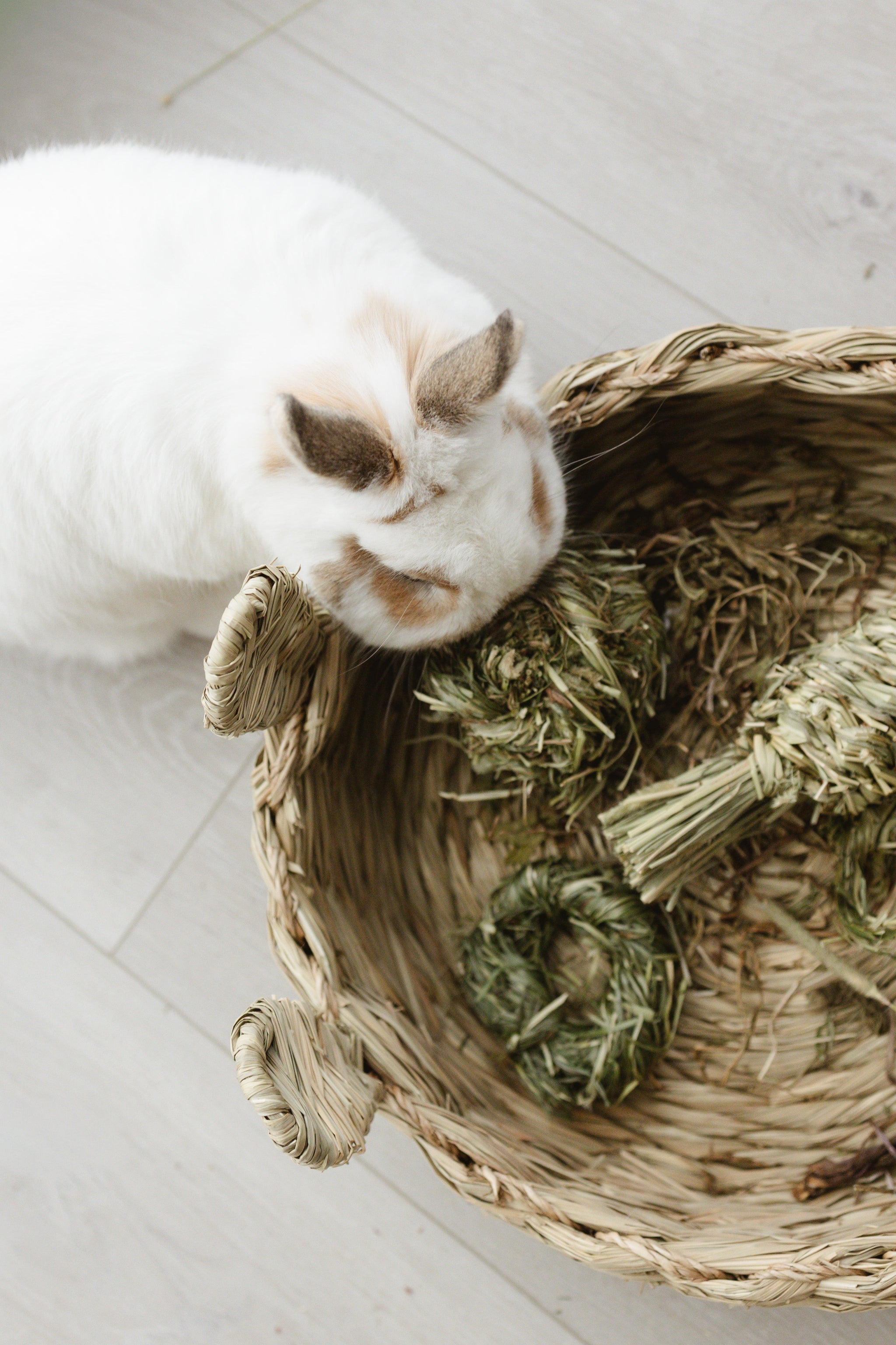 White rabbit chewing on toys in wicker basket