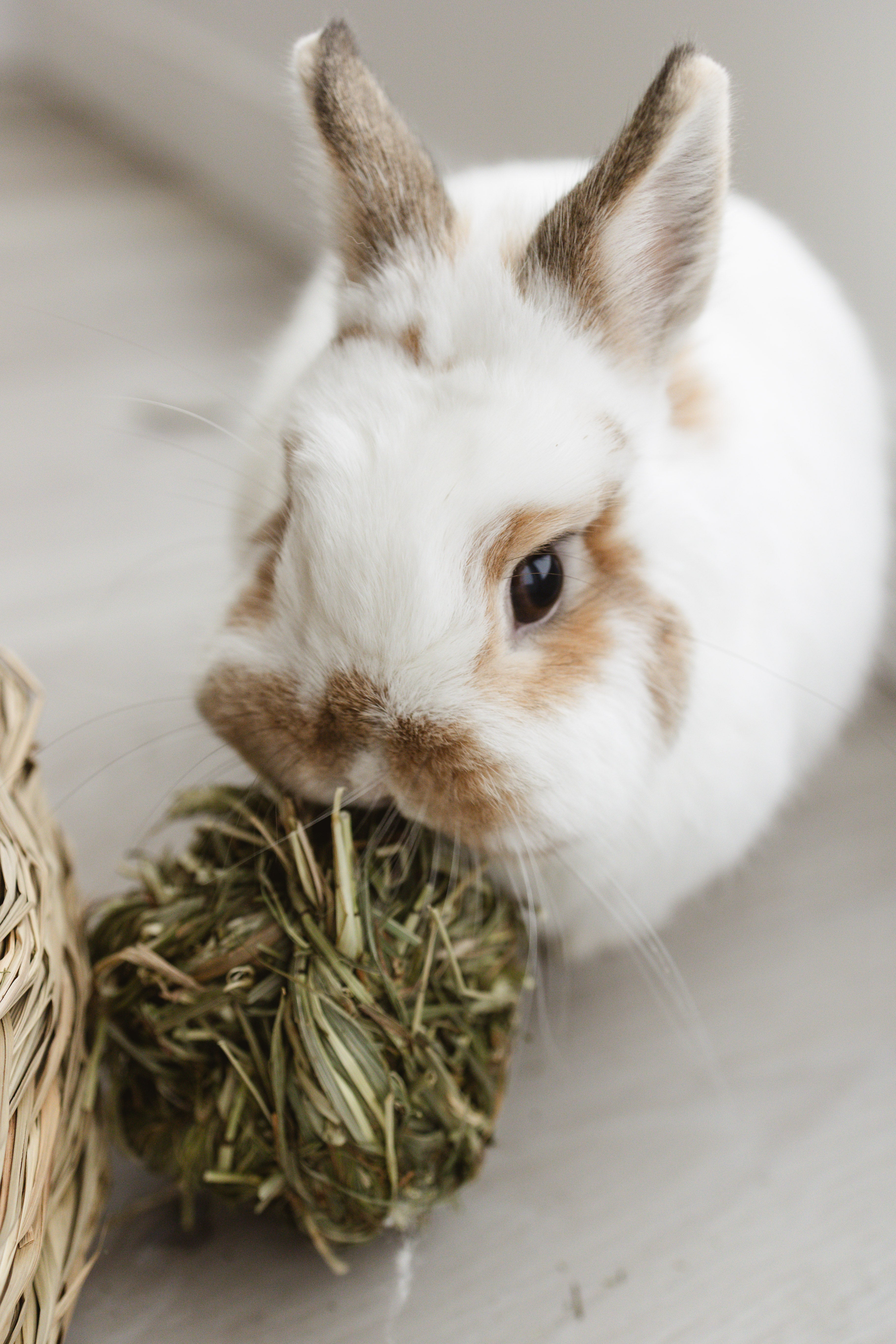 White rabbit with brown markings chewing on a hay ball