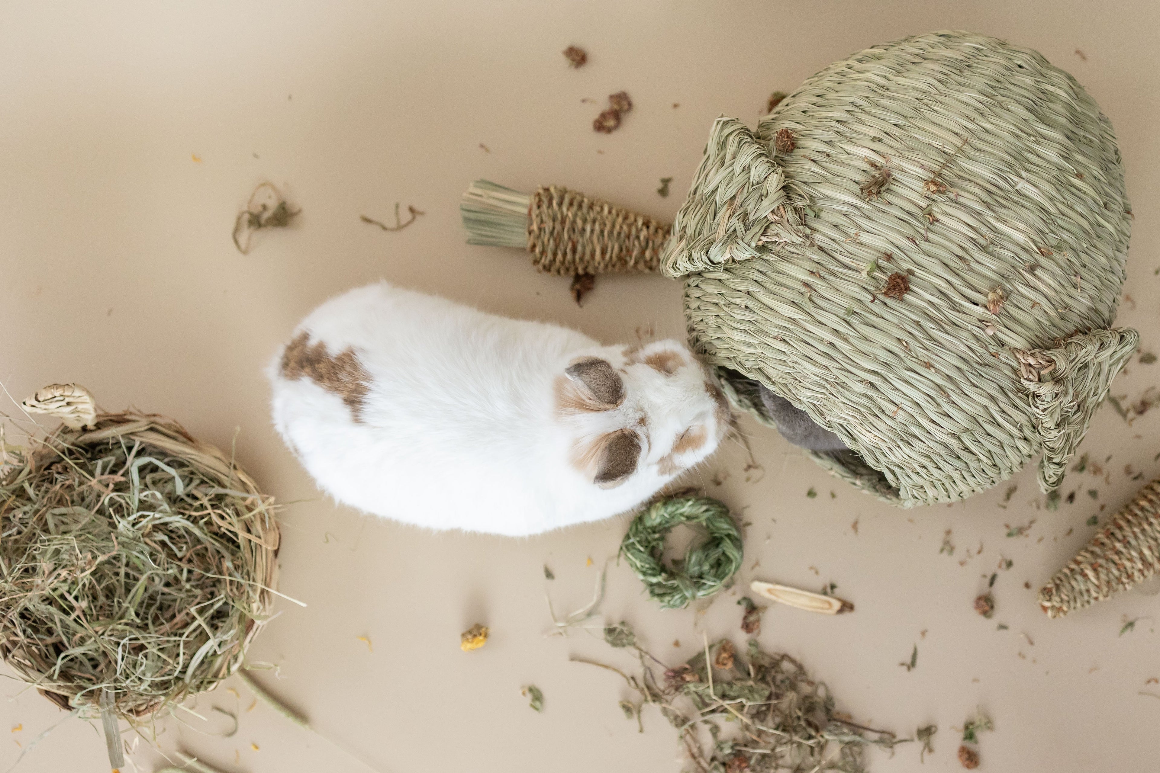 Rabbits play with a collection of toys and treats