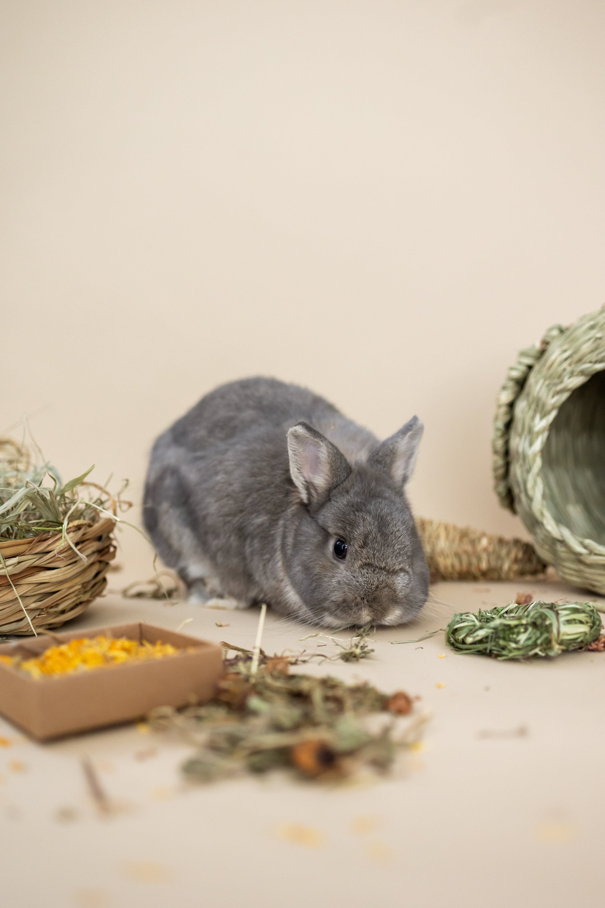 Gray rabbit sniffing the ground surrounded by forage and toys