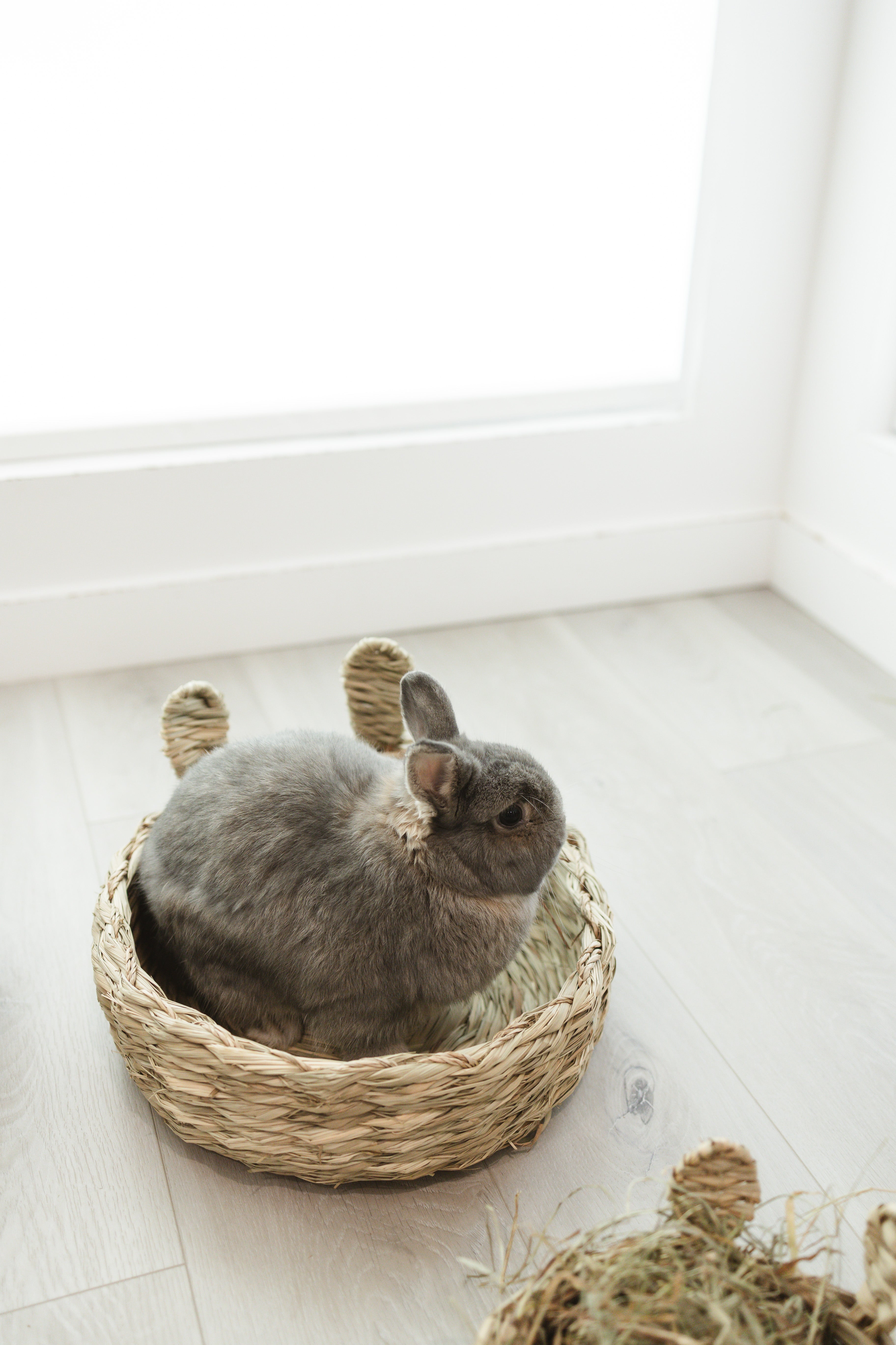 Gray rabbit sitting in a woven basket on a light wooden floor