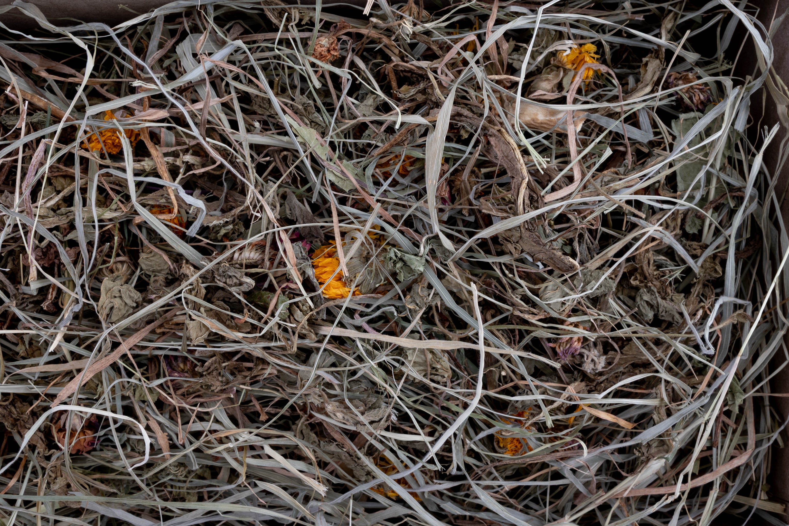 Dawn Collection | Forage Assortment