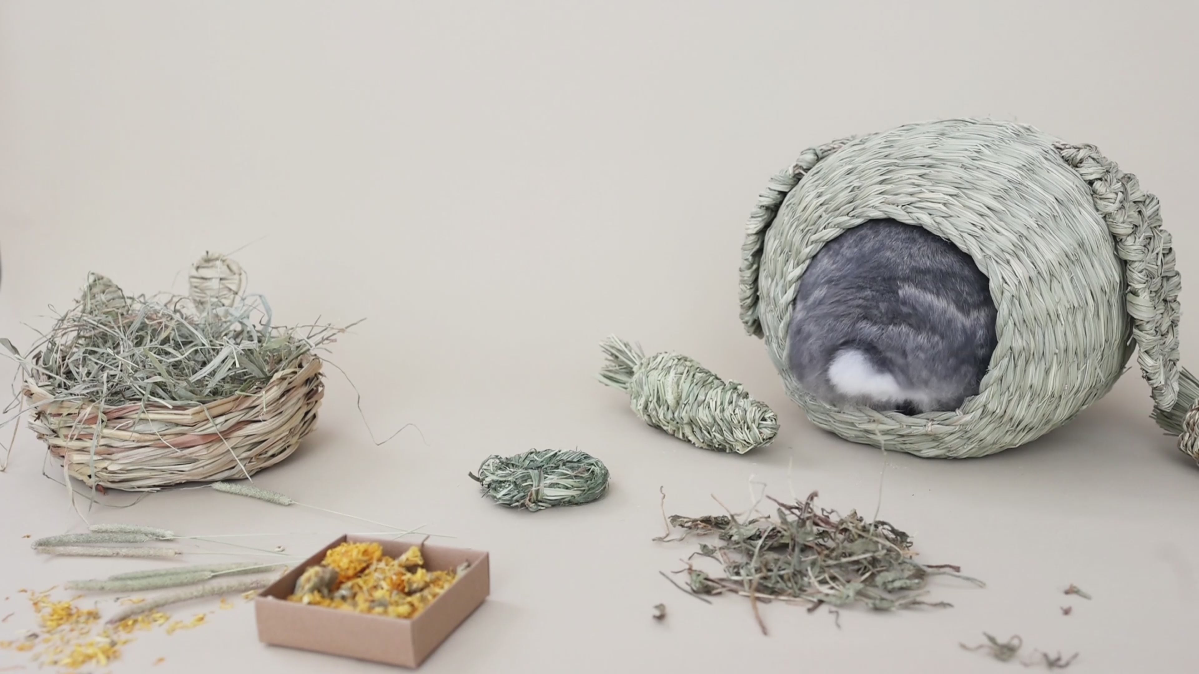 Gray rabbit in a lop ear hidey house playing with toys